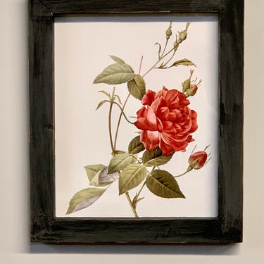 Botanical Print Rose | Redoute French Botanical Rose Art Print | Flower Print | Vintage Illustration | Framed Print  P J Redoute French 