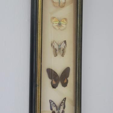 Butterfly specimens - $42
