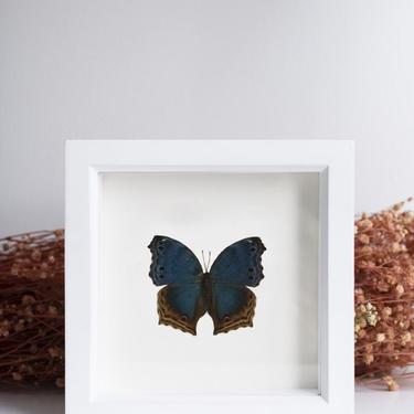 Framed Blue Mother of Pearl Butterfly