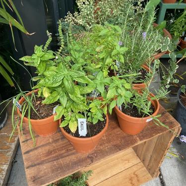 Herbs for City Blossoms