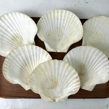 Scallop baking shells - 6 x-large natural shells - 6.75