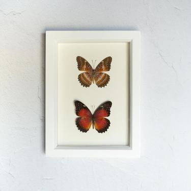 Framed Leopard Lacewing Butterfly Set