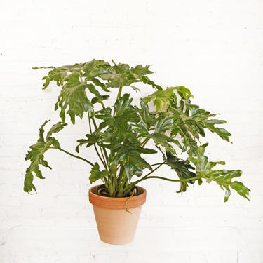 Potted Philodendron Selloum