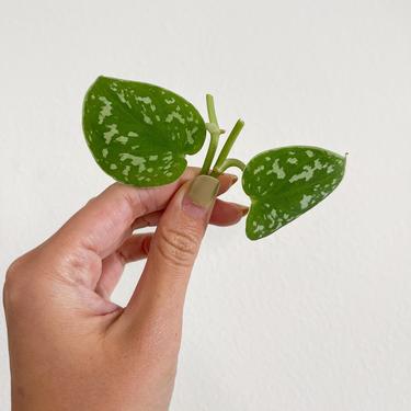 Satin Pothos scindapsus pictus argyraeus - LIVE Plant Cutting - Unrooted 