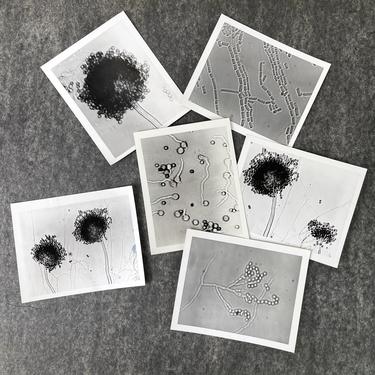 Black and white photos of cells - 6 prints - vintage histology 