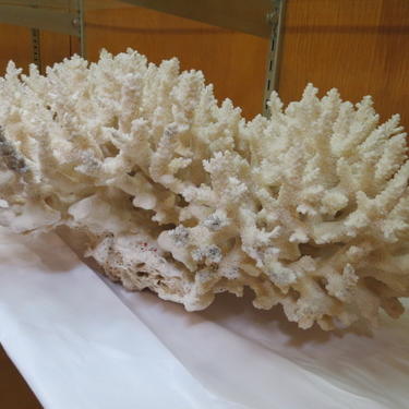 Vintage large coral specimen