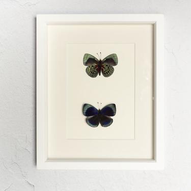 Framed Darwin Butterfly Set