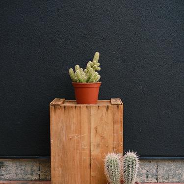 Mammillaria Cactus