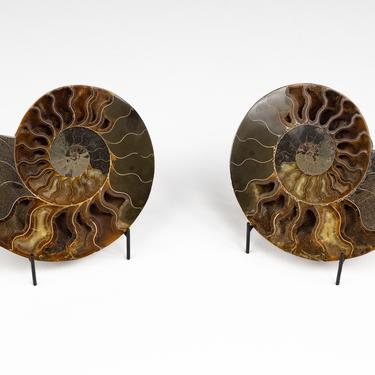 Contemporary Cut & Polished Ammonite Fossi - Pair 