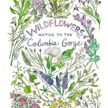 Wildflowers Native to the Columbia Gorge Watercolor Art Print