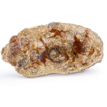 Dinosaur Coprolite, Utah, USA, Morrison Formation, Late Jurassic, Dino Poop Fossil, Polished, Fossilized Over 150 Million Years 