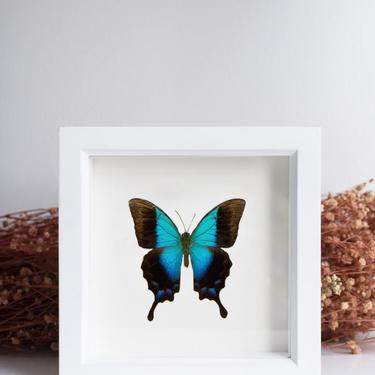 Framed Gloss Swallowtail Butterfly
