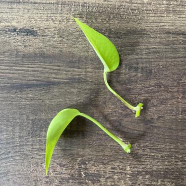 Neon Pothos LIVE Plant Cutting - Unrooted 