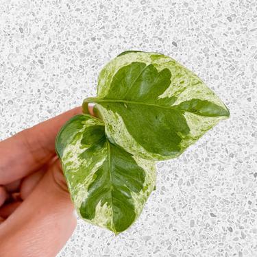 N’Joy Pothos LIVE Plant Cutting - Unrooted 
