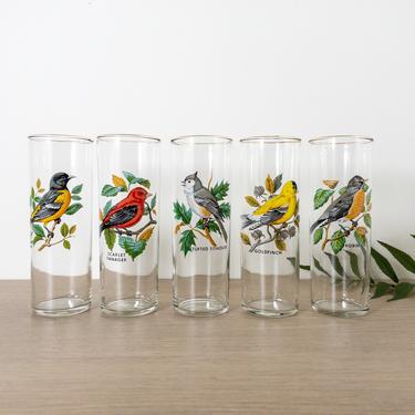 Set of 5 Gold Rimmed Bird Glasses, American Songbird Tumblers, Highball Cocktail Glasses, Clear Glass Tall and Slender Tumblers w Gold Trim 
