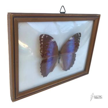 Vintage Domed Glass Framed Butterfly Taxidermy 