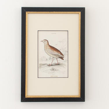 Antique Hand Colored Engravings Framed Ortygis Meiffren Bird (Bookplate 27) &amp;quot;The Naturalist's Library&amp;quot; by Sir William Jardine c. 1830 