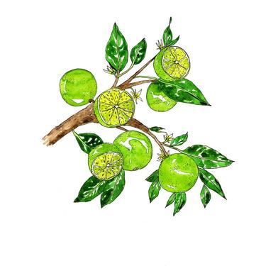 Lime Illustrated Watercolor Print
