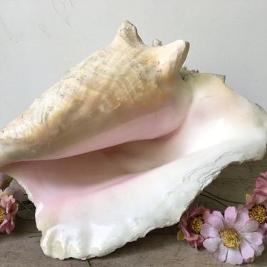 Large Conch Shell Beach Decor Nature Wedding Decor Planter Nautilus Shell 