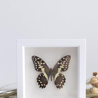 Framed Christmas Butterfly