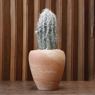 Potted Old Man Cactus