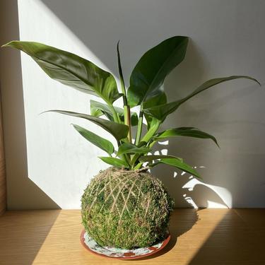 Mister Kokedama | Green Imperial Philodendron