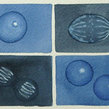 Dark Blue Mini Mitosis  - original watercolor painting - cell cycle 