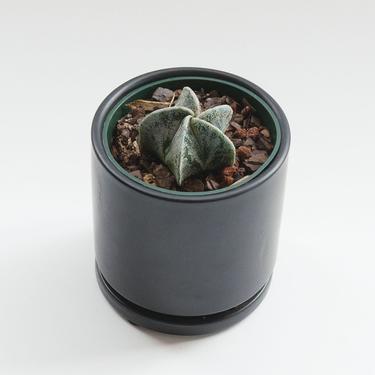 cactus / a. myriostigma (bishop's hat)