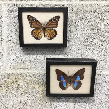 Vintage Butterfly Taxidermy Retro 1970s Riker Specimen Mount + Set of 2 + Monarch + Prepona +  Glass Frame + Hanging Wall Decor 