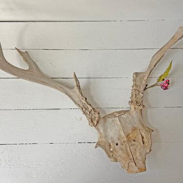 Deer Antlers With Part Of Skull And Cap // Bone Art Project, Bone Collector, Bone Gift // Oddity Collector, Perfect Gift 