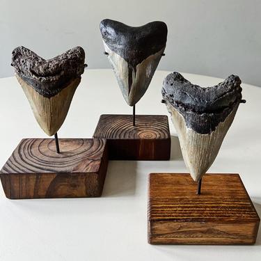 Ancient Heart Sculpture Tooth On stand Primitive Rustic Vintage Valentines Gift 