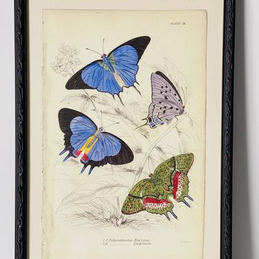 Butterfly Print, William Home Lizars