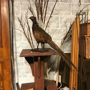 1940s Ringed Neck Pheasant, Stuffed, Taxidermy Bird, Fowl, Mounted, Fall, Holiday Display 