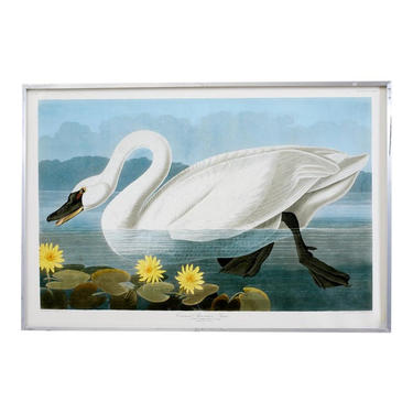 Audubon Common American Swan Plate #411 Havell Oppenheimer Edition by ErinLaneEstate