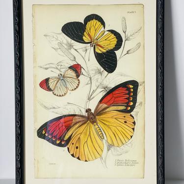 Butterfly Print, William Home Lizars