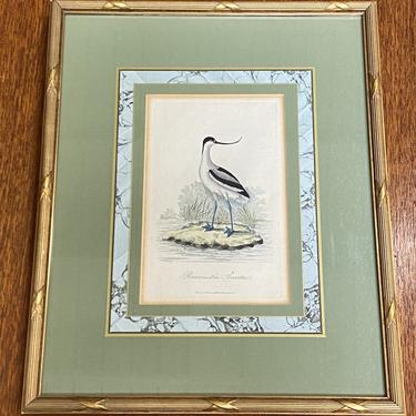 Item #PD3 Framed “Pied Avocet” Hand Colored Engraving by George Graves c.1811