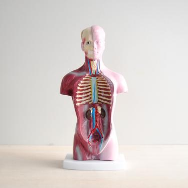 Vintage Anatomical Medical Model of a Human Torso 