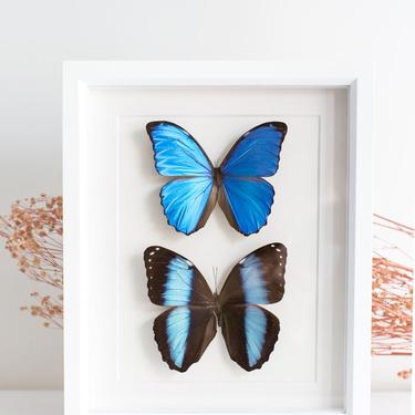 Framed Blue Morpho Butterfly Set