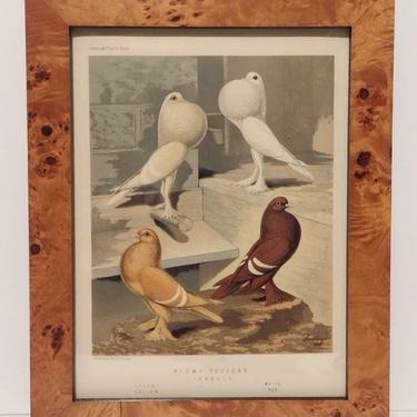 Antique 1880s Cassell's Pigeon Book Chromolithograph Print Pigmy Pouters Isabels Bird Art American Elm Burl Frame Bird Watching Art 10x13 