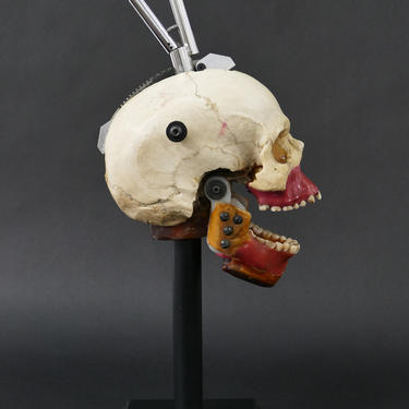 Human Skull X-Ray Phantom for Dental Study
