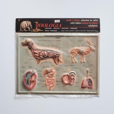 Zoologia chart of Animal life - Italian 