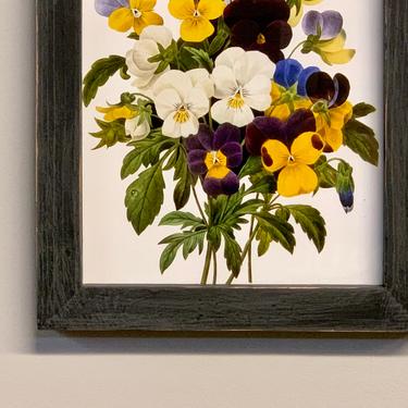 Botanical Print Violets | Redoute French Botanical Art Print | Flower Print | Vintage Illustration | Framed Print  P J Redoute French Artist 